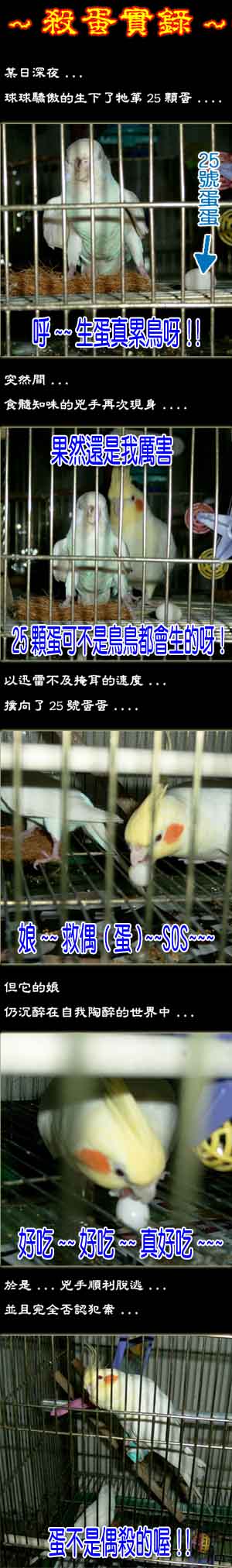 殺蛋實錄.......