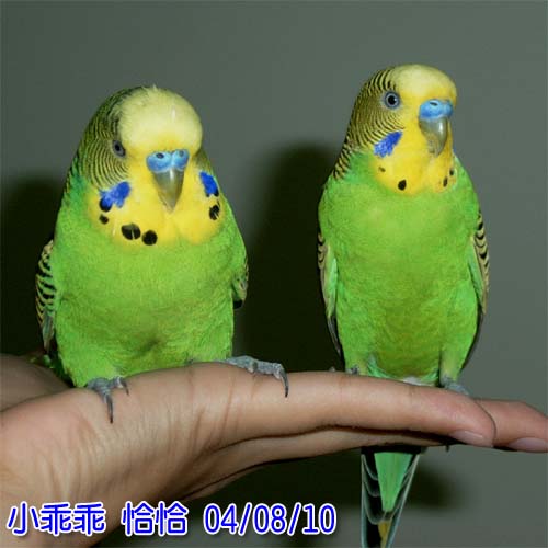 勞萊與哈台