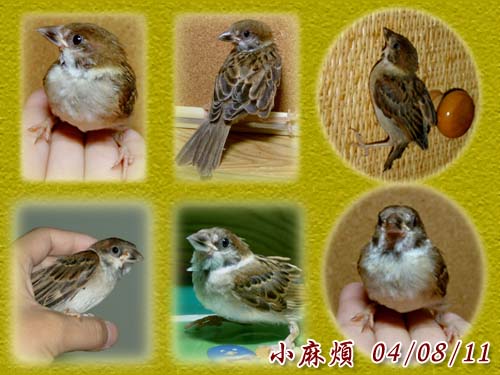 小麻煩長大了!!