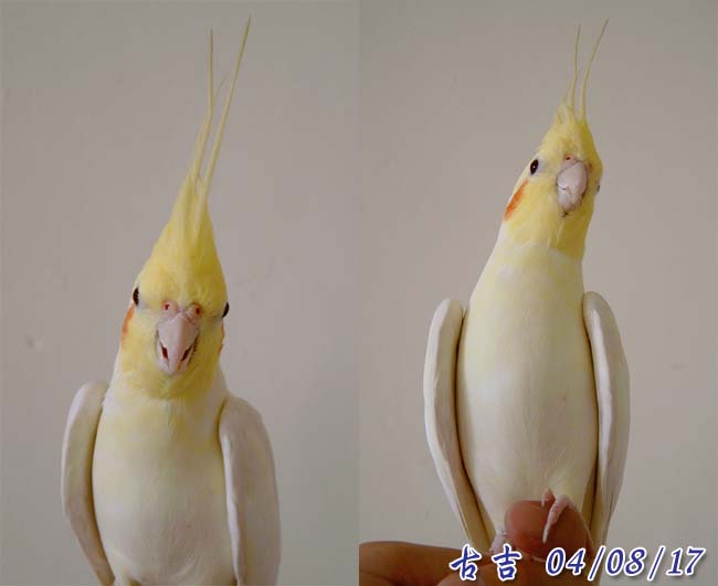 古小吉