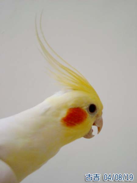 洗髮乳廣告代言人