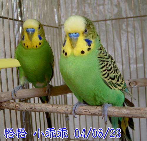 黑社會兄弟