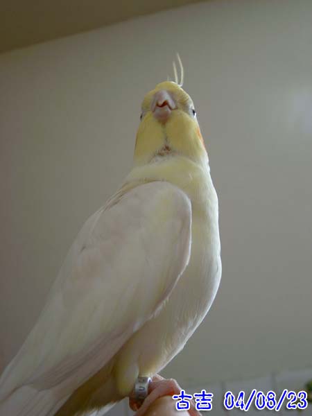 櫻桃小嘴