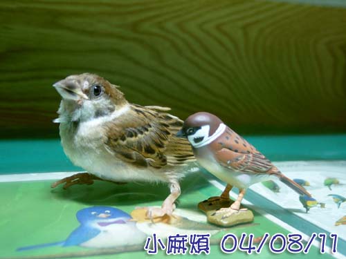 小麻煩走了!!