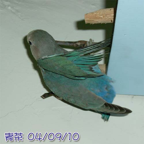 攀岩高手