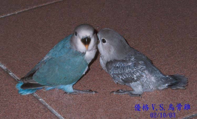 悄悄話