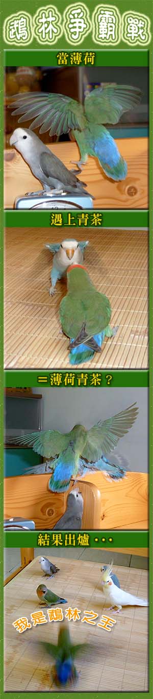 鵡林爭霸戰