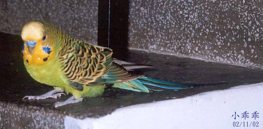 胖鳥
