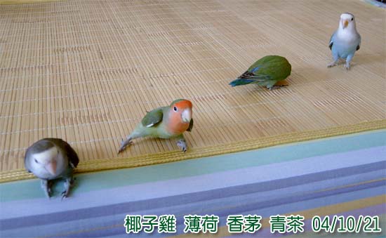 排排站
