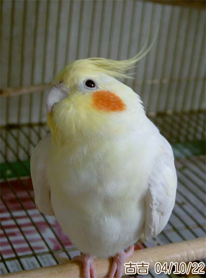 舉頭望明月......