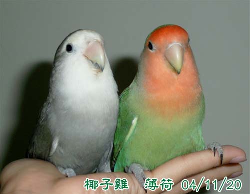 掌心系例