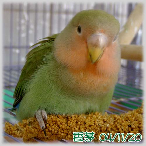 粟米穗最佳代言人