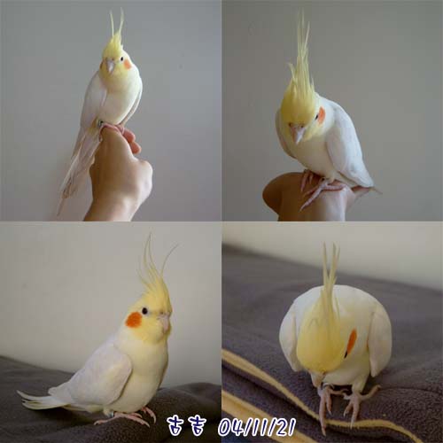古小吉