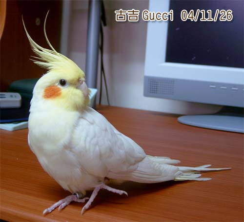 我叫古吉呀!