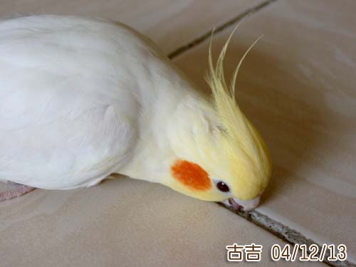 啃..啃..啃..