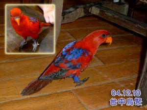 台中鳥聚