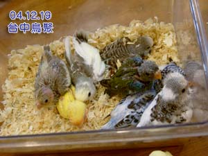 台中鳥聚