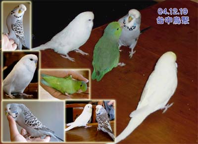 台中鳥聚
