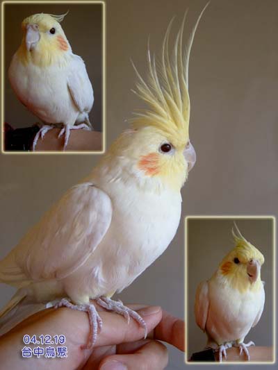 台中鳥聚
