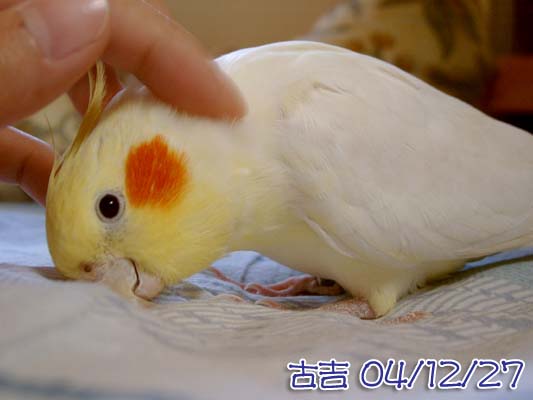 愛撒嬌
