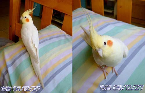 單身帥哥