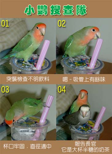 小鸚搜查隊