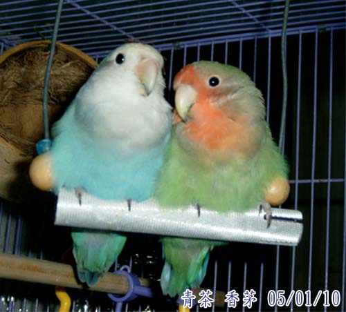 毛毛球