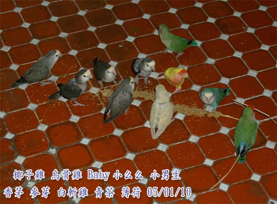 新春團照