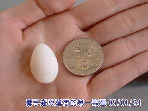 第四代的希望?!