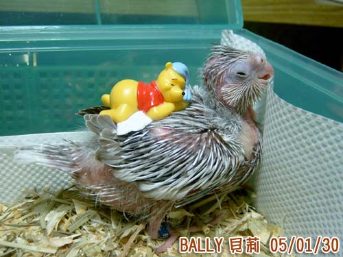 正式命名 ^^