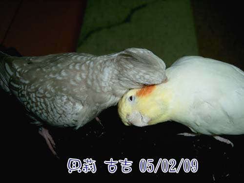 親密接觸