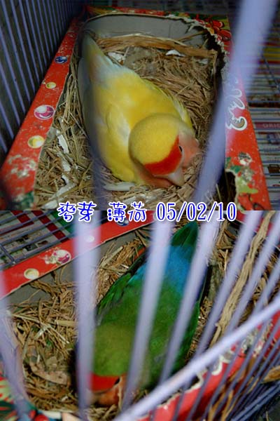 母女孵蛋篇