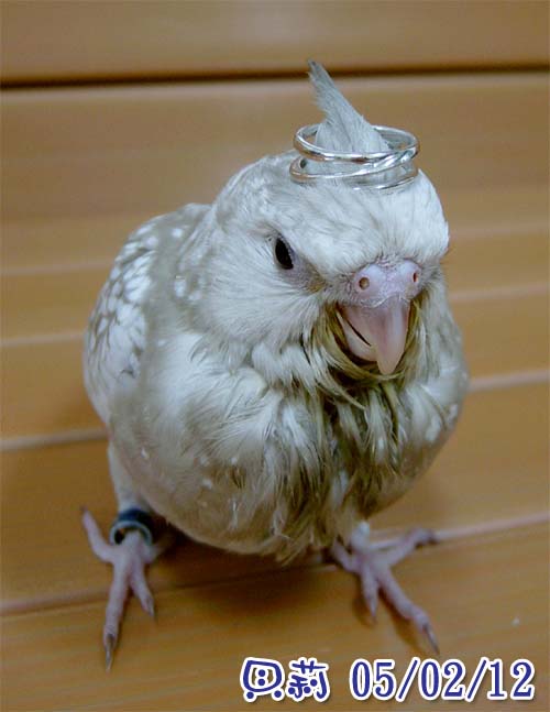 小公主
