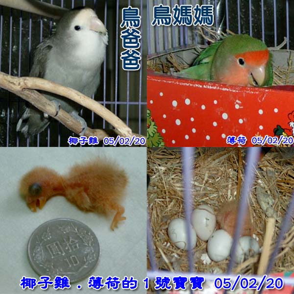 第四代金孫誕生了!