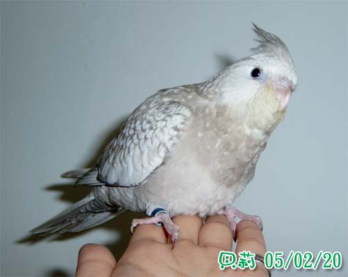 致命吸引力