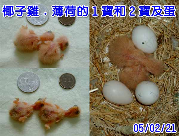 第四代1號及2號寶寶
