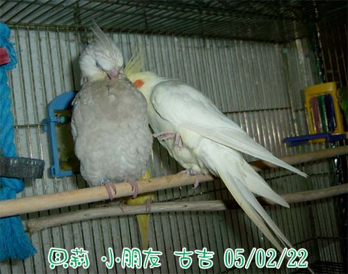 企圖?!