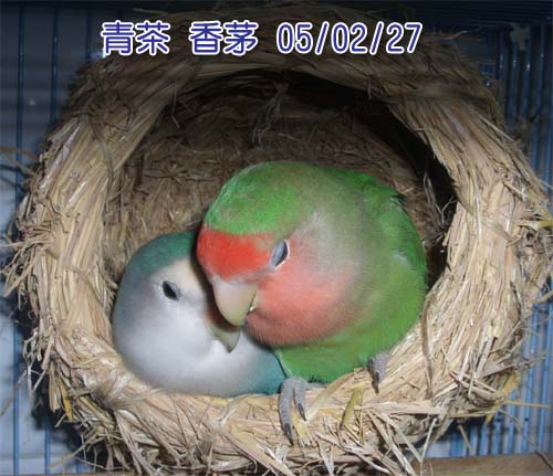 睡眼惺忪