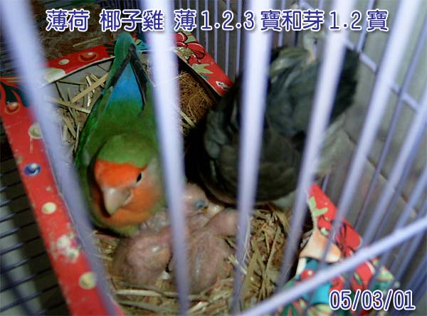 可愛的家庭