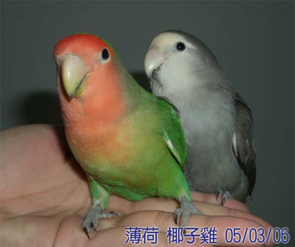 出來運動