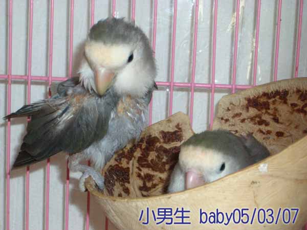 元老級