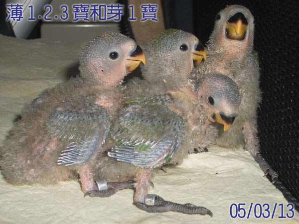 發芽嘍!!