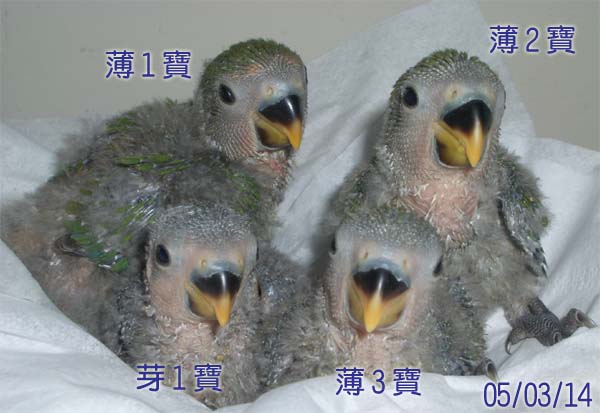 寶寶合照