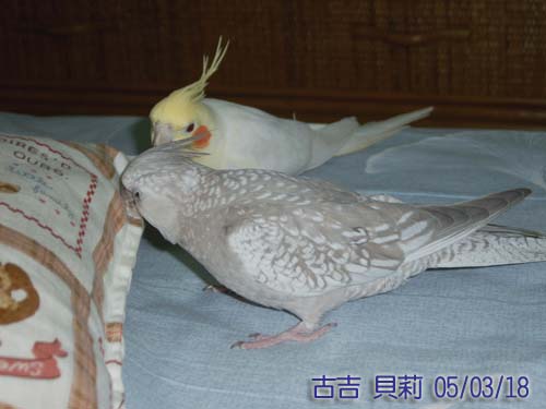 貝莉的嗜好
