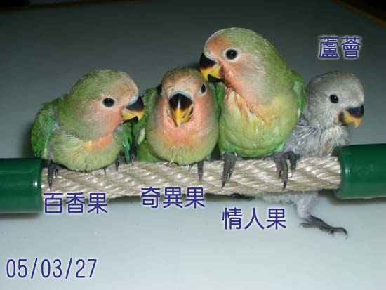 取名字嘍!