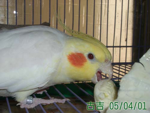 GUCCI吃菜菜