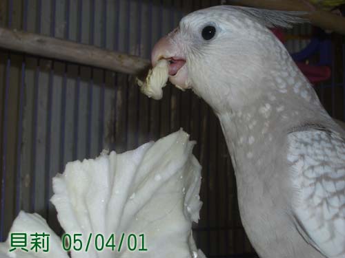 BALLY吃菜菜