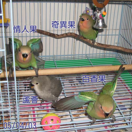 三果和蘆薈