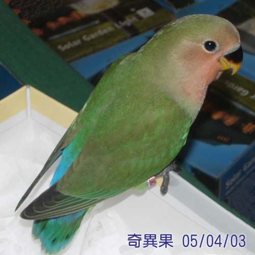奇異果到新家嘍!