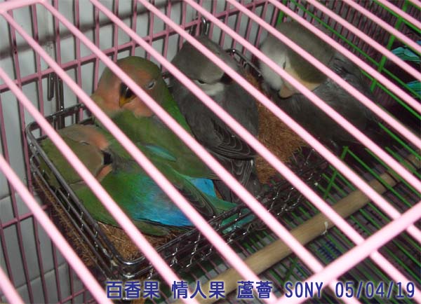 夜襲--二果 蘆薈 SONY篇